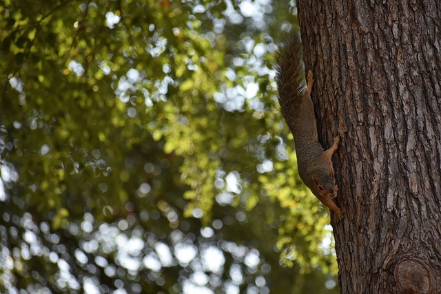 太阳队在防 太阳队在防